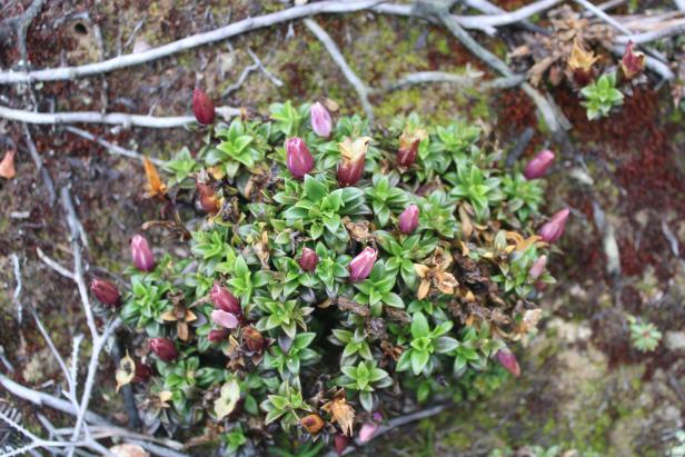 The Fascinating Plants of Mount Latimojong | Discovery
